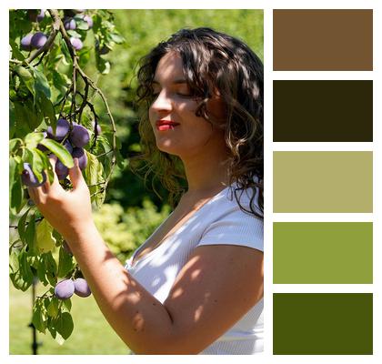 Outdoors Young Woman Plum Picking Image